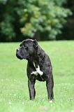 CANE CORSO 1251